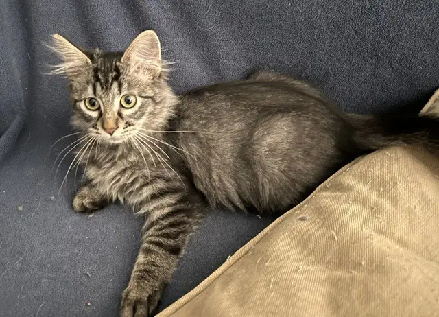 Kellin - Domestic Short Hair