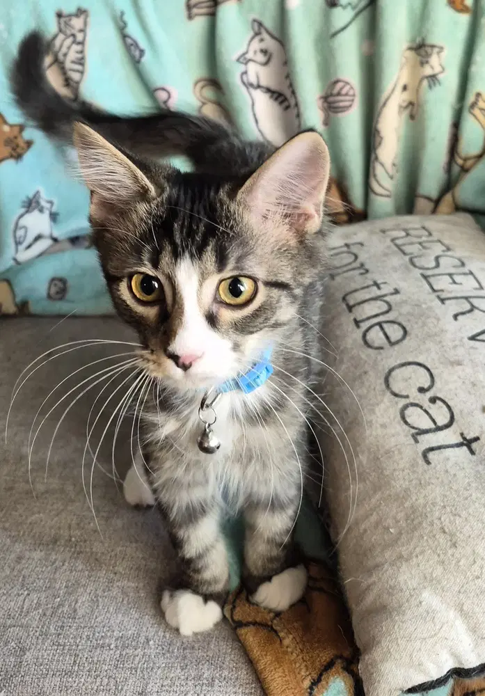 Milk - Domestic Long Hair