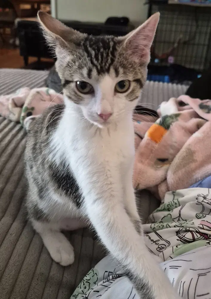 Honeydew - Domestic Short Hair