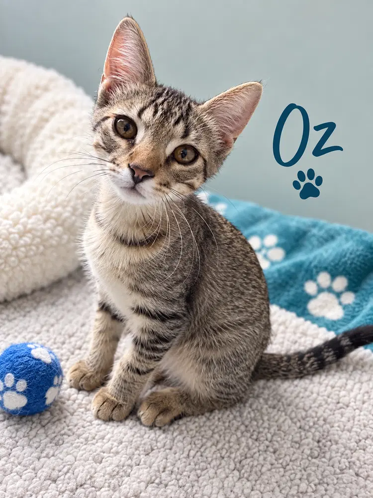 Oz - Domestic Short Hair