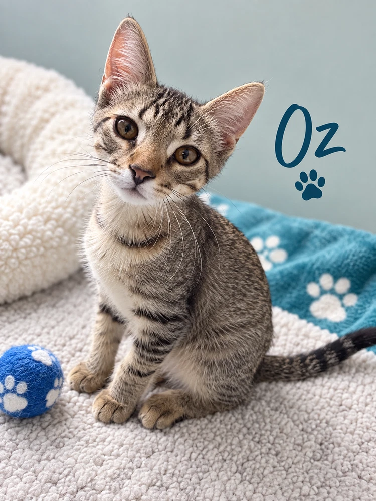Oz
