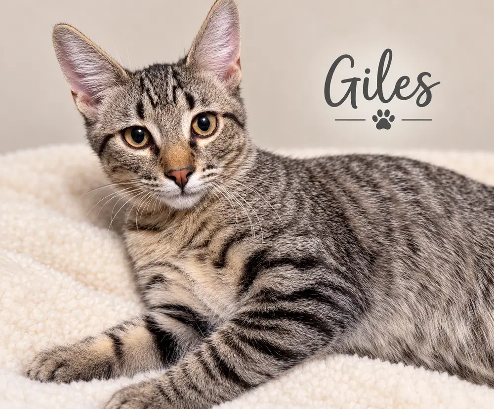 Giles - Domestic Short Hair