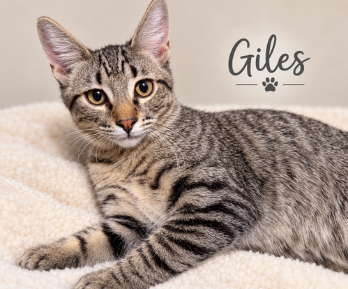 Giles, a cat for adoption from Heartland Humane Society of Missouri