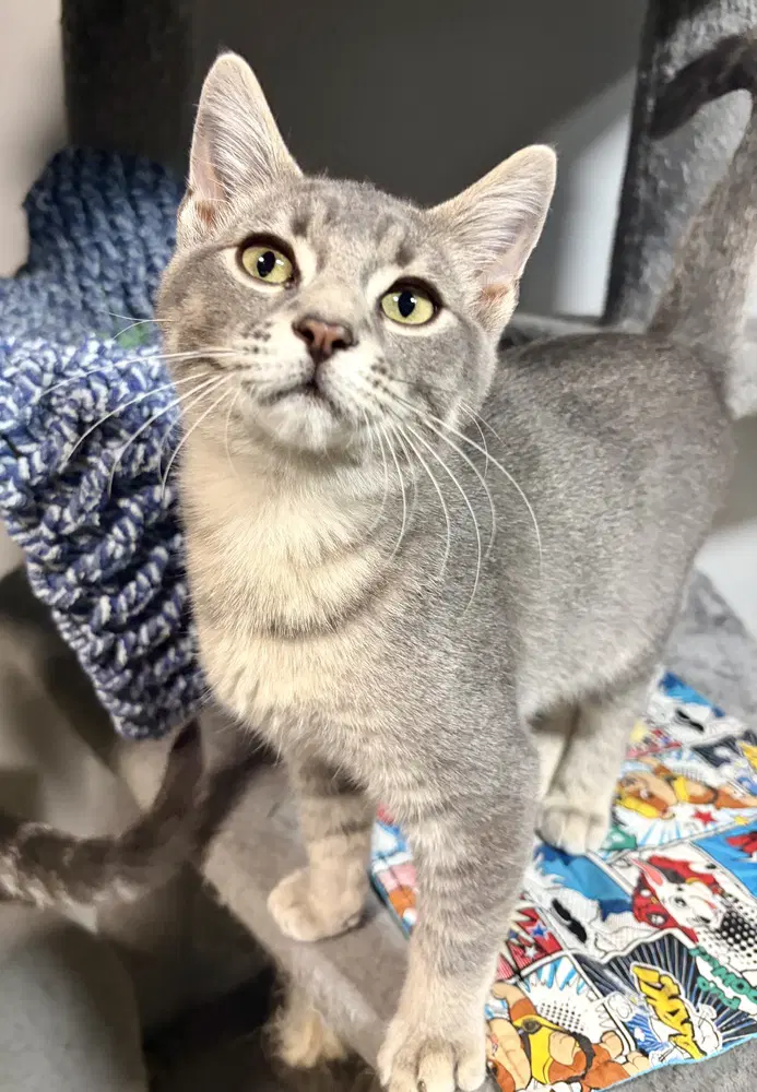 Atlas - Domestic Short Hair