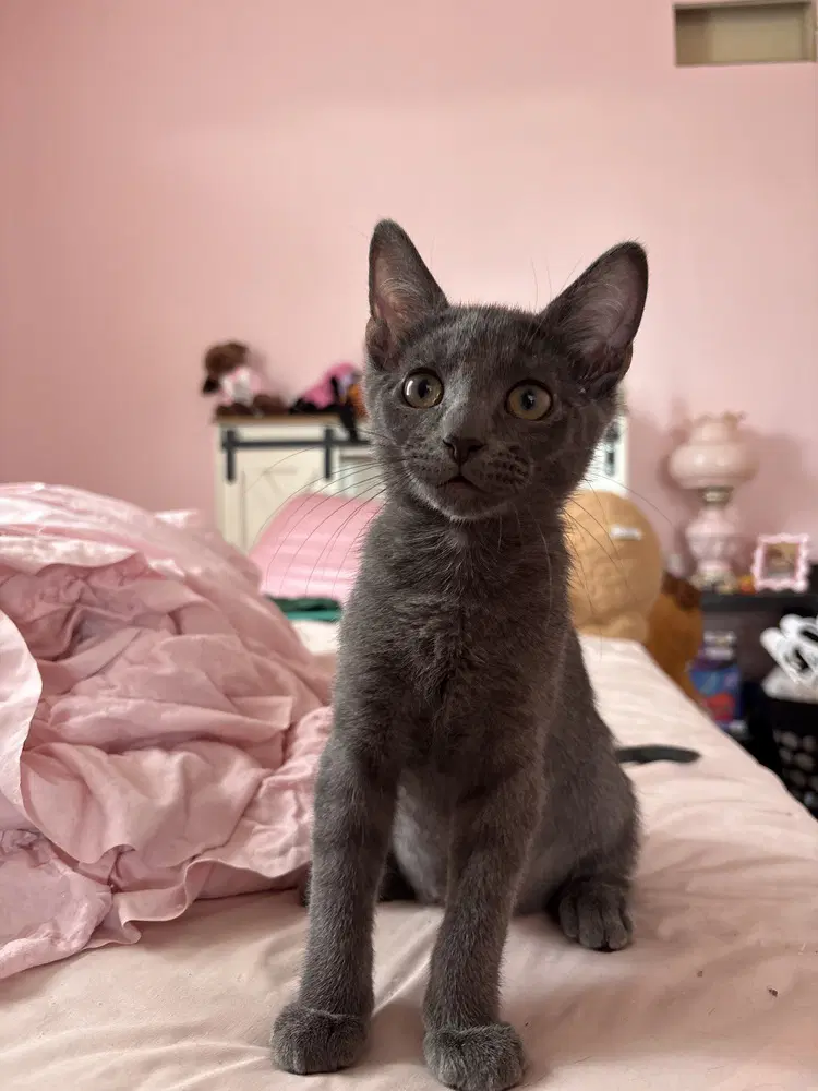 Groot - Domestic Short Hair