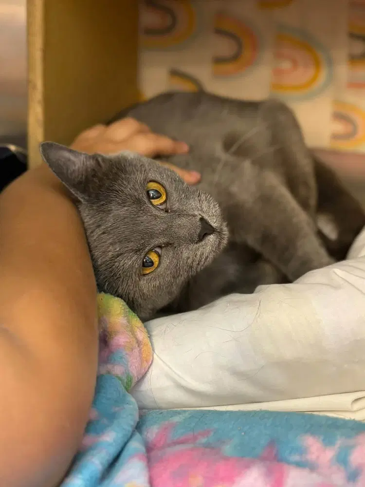 Groot - Domestic Short Hair