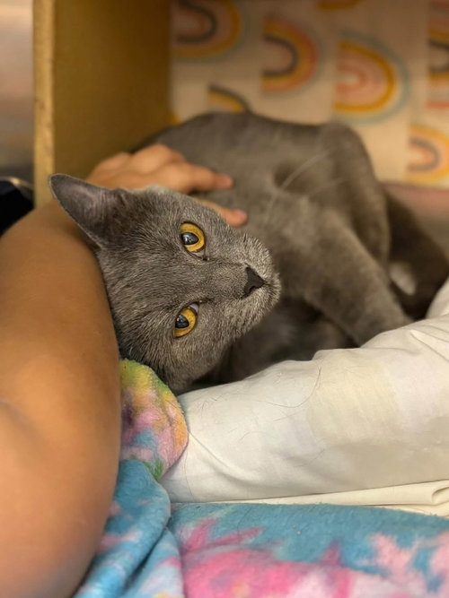 Groot, a cat for adoption from Heartland Humane Society of Missouri