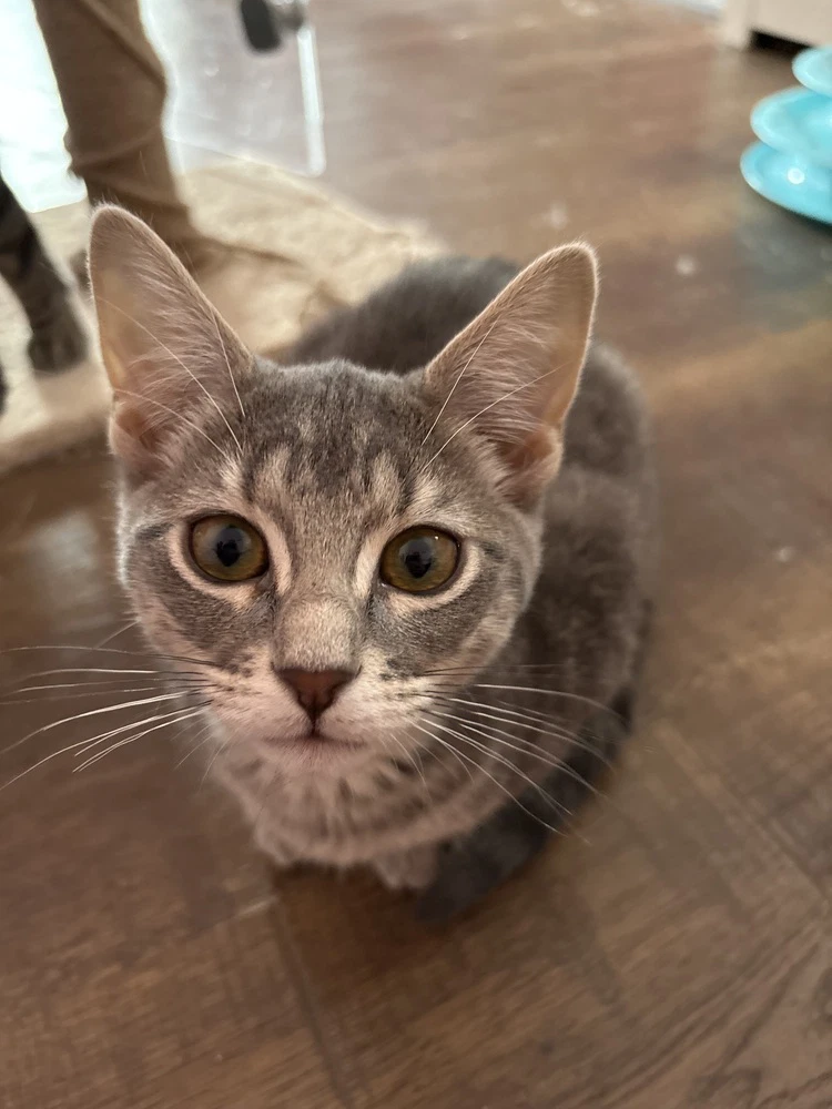 Cosmo