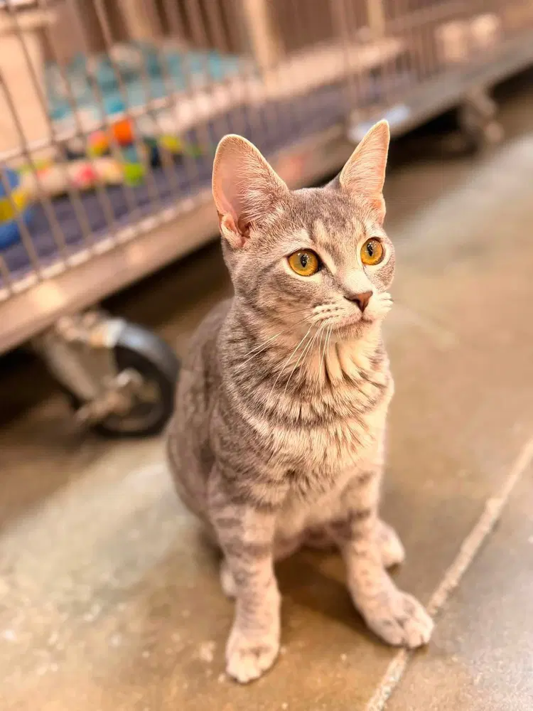 Cosmo - Domestic Short Hair