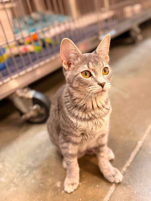 Cosmo, a cat for adoption from Heartland Humane Society of Missouri