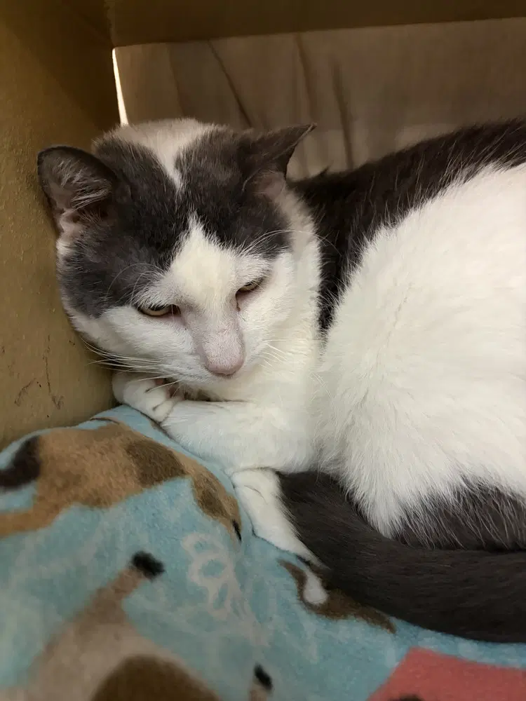Moochie - Domestic Short Hair