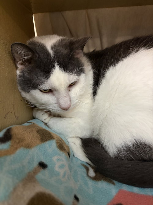 Moochie, a cat for adoption from Heartland Humane Society of Missouri