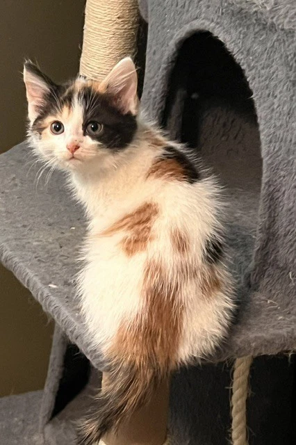 Zoey