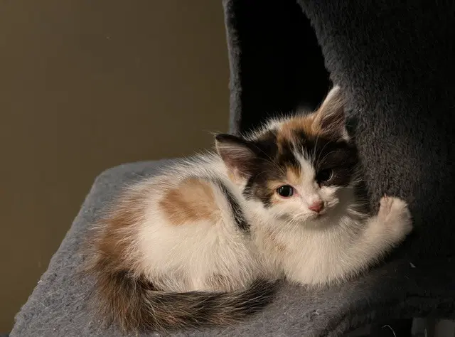 Zoey image 2