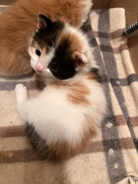 Zoey image 3