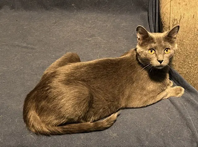 Selene - Domestic Short Hair
