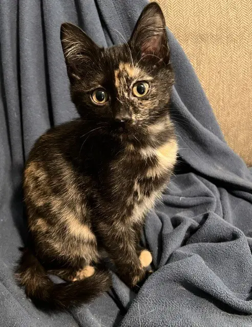 Tessa - Domestic Medium Hair
