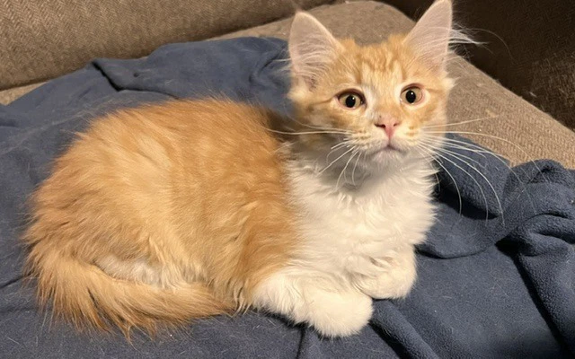 Zeke