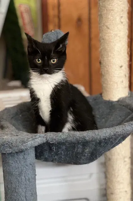 Finn - Domestic Long Hair