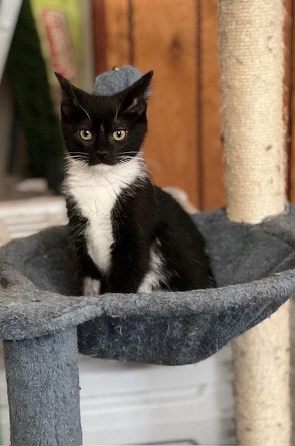 Finn, a cat for adoption from Heartland Humane Society of Missouri