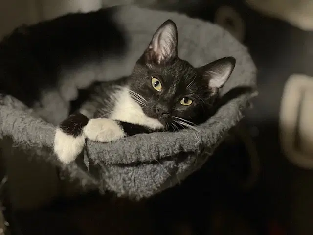 Finn image 2