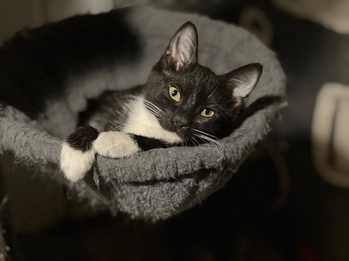 Photo 2 of Finn