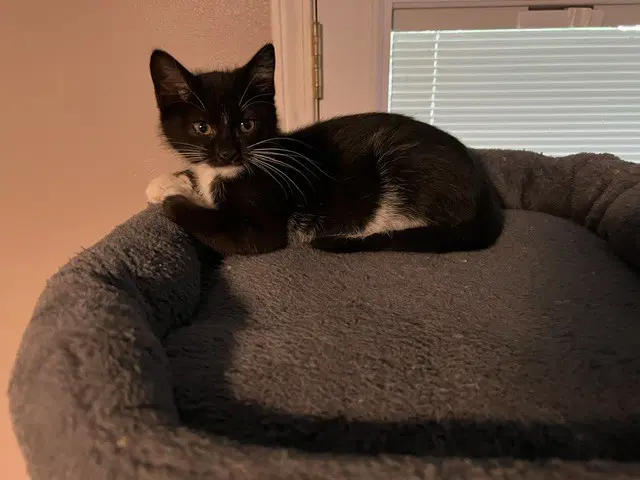 Finn image 4