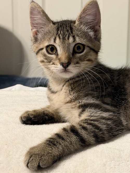 Leo, a cat for adoption from Heartland Humane Society of Missouri