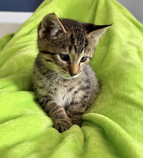 Willie, a cat for adoption from Heartland Humane Society of Missouri
