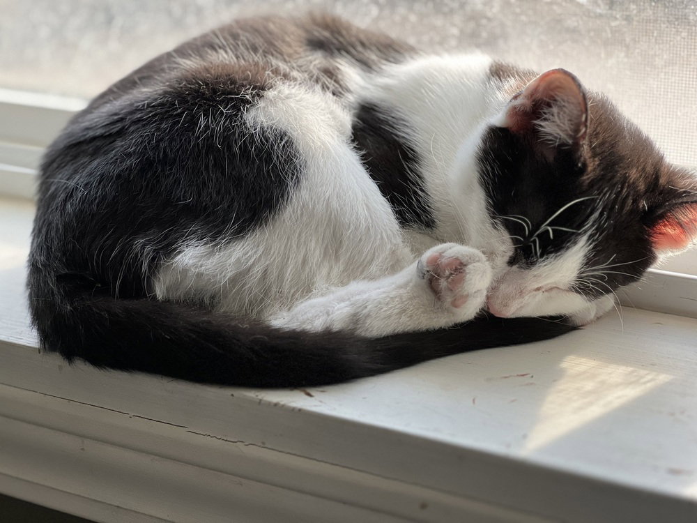 Kessler, Domestic Short Hair