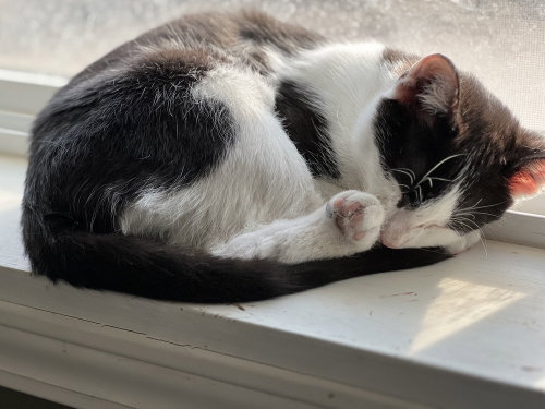Kessler, a cat for adoption from Heartland Humane Society of Missouri