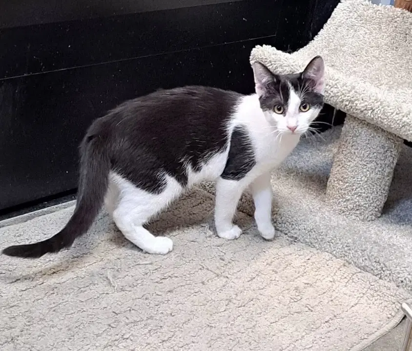 Kessler - Domestic Short Hair