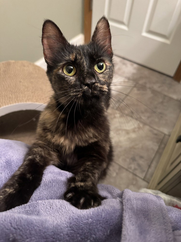 Zarina, Domestic Medium Hair