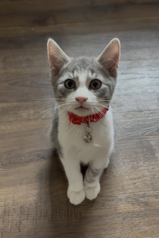 Flynn, Domestic Short Hair