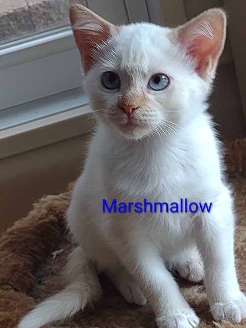 Marshmallow, a cat for adoption from Heartland Humane Society of Missouri