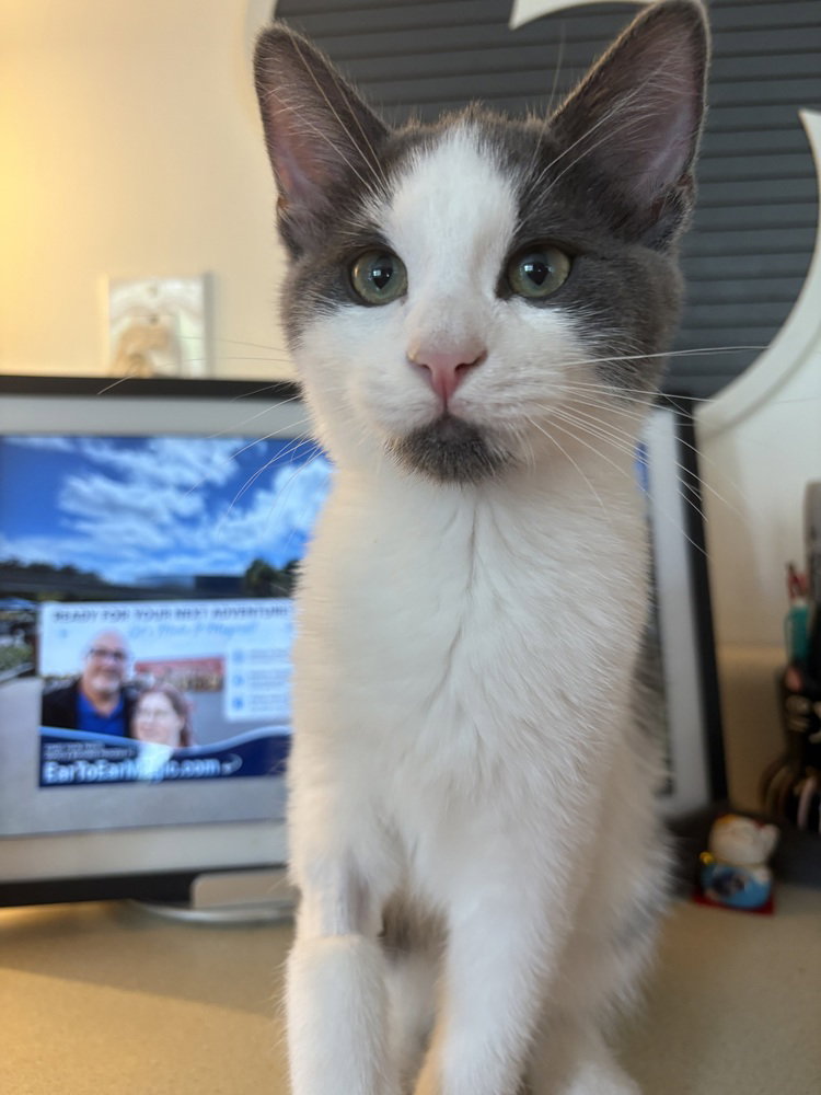 Pascal, Domestic Short Hair