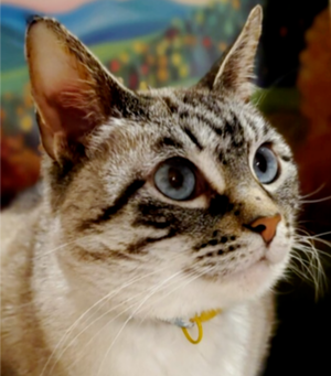 Emmy, an adult female Siamese cat up for adoption