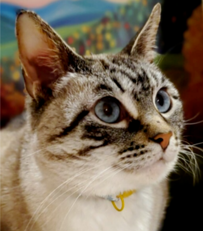 Emmy, a cat for adoption from Heartland Humane Society of Missouri