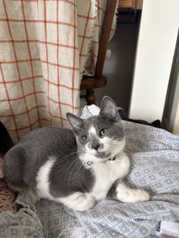 Lottie, Domestic Short Hair