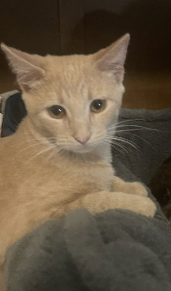 Buffy, Domestic Short Hair
