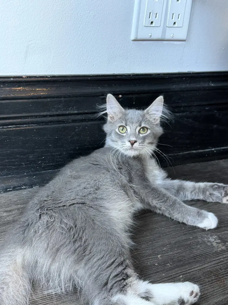 Coriander - Domestic Medium Hair