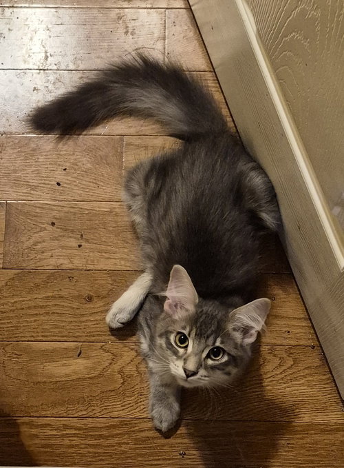 Caraway, a cat for adoption from Heartland Humane Society of Missouri