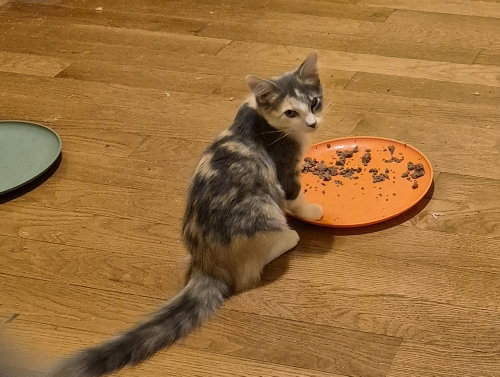 Allspice, a cat for adoption from Heartland Humane Society of Missouri