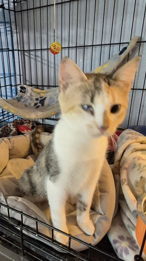 Enola, a cat for adoption from Heartland Humane Society of Missouri