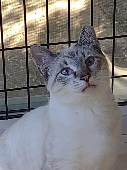 Clyde, a cat for adoption from Heartland Humane Society of Missouri