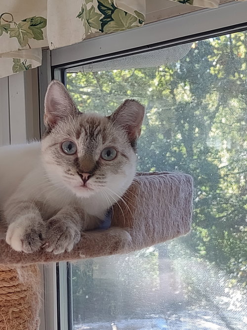 Bonnie, a cat for adoption from Heartland Humane Society of Missouri