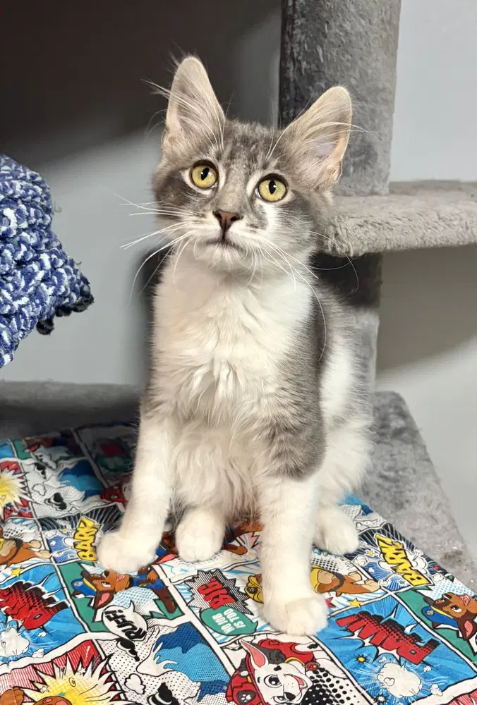 Orion - Domestic Medium Hair