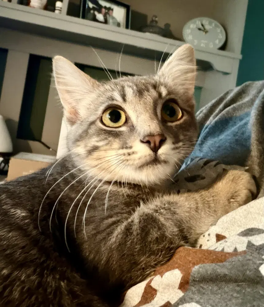 Selene - Domestic Short Hair
