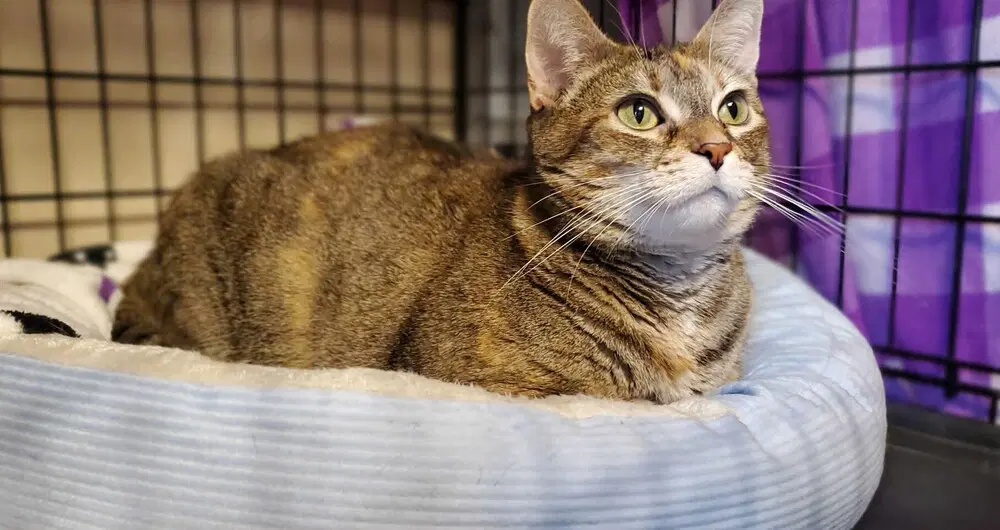 Ziri - Domestic Short Hair