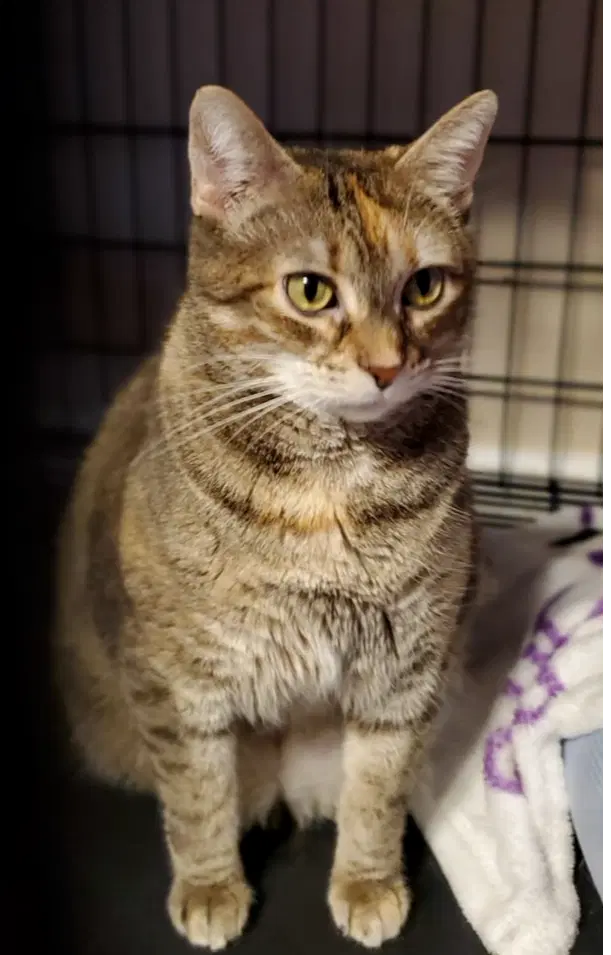 Ziri - Domestic Short Hair